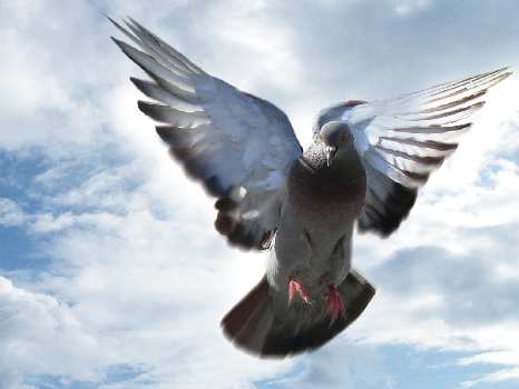 tanie prawo jazdy Piła