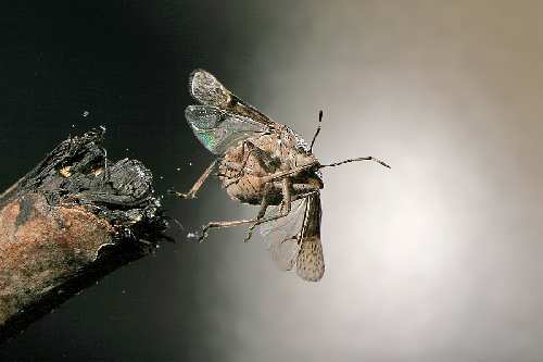 szkoła jazdy b Piła