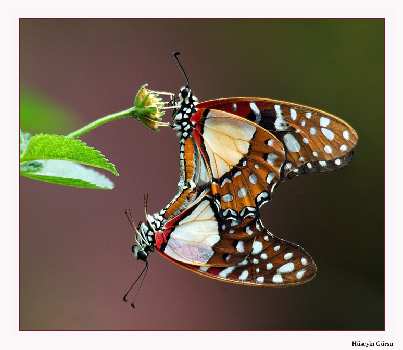 prawo jazdy kategoria D Piła