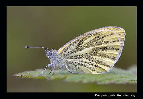 Piła kurs prawa jazdy