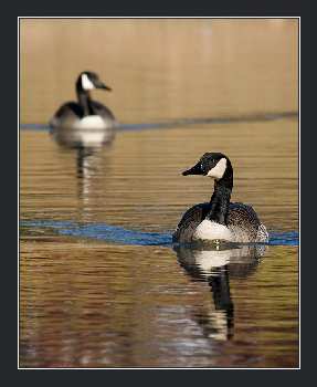 Piła prawo jazdy kat a