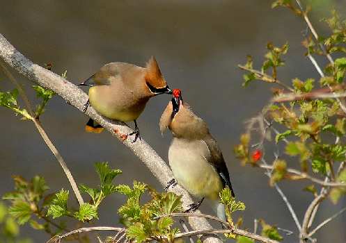 nauka jazdy Piła rajek