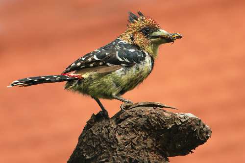 Pila kategoria B szkola jazdy