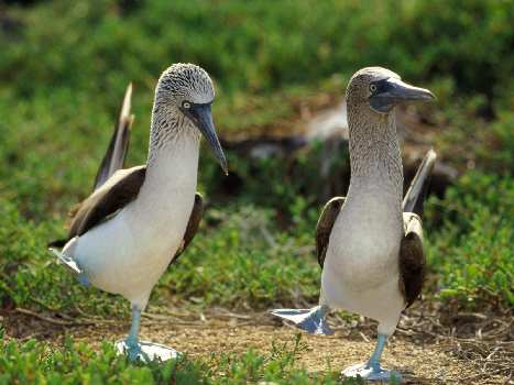 prawo jazdy kategoria B w Pile