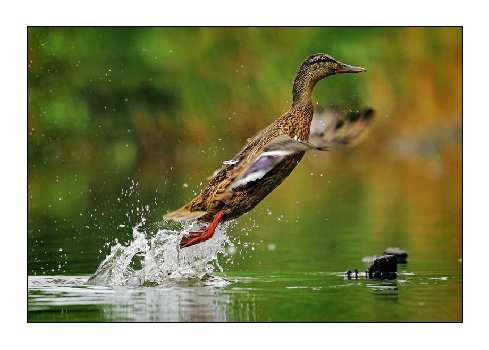 naprawa mechanik Kaczory