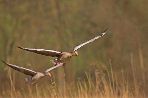 nauka jazdy Piła kat B