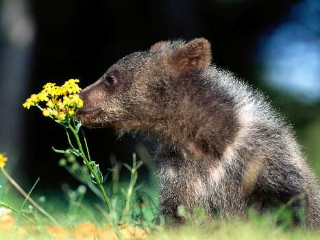 prawo jazdy kategoria B w Pile