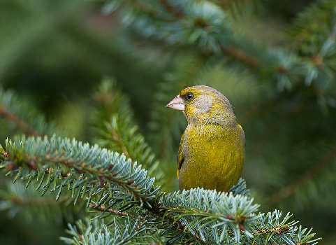prawo jazdy kategoria A Piła