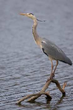 nauka jazdy kategoria a1 Piła