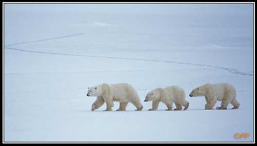 prawo jazdy kat be Piła