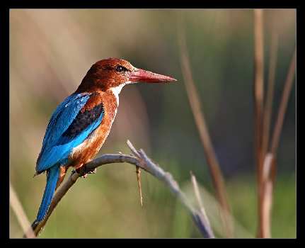 szkola nauki jazdy Pila