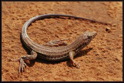 Wałcz mechanik Wałcz mechanik