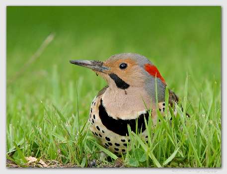 nauka jazdy Piła kat BE