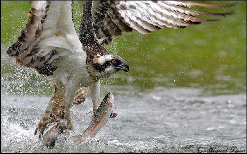 szkoła jazdy w Pile