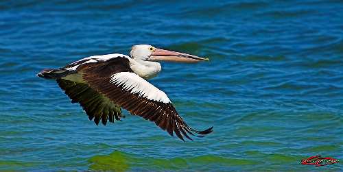 szkoła jazdy Piła kat AM