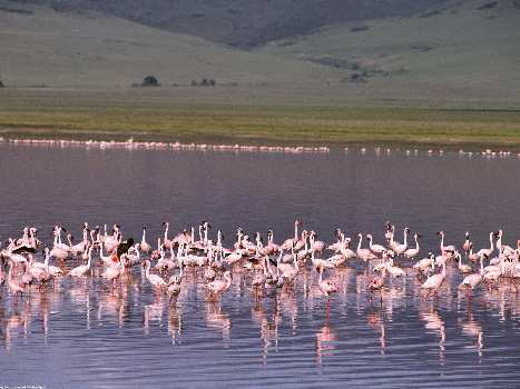 Piła kategoria c Piła kategoria c