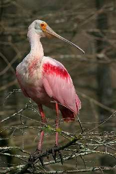 szkoła nauki jazdy Piła kategoria CE