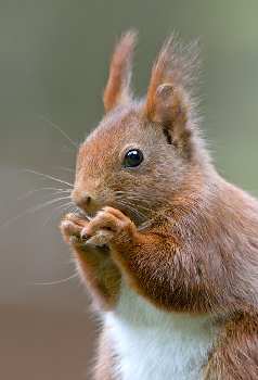 prawo jazdy Rajek Piła