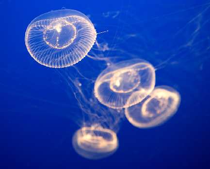 serwis mechanik Czarnków