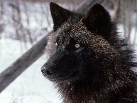 warsztat samochodowy Czarnków