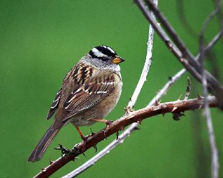 prawo jazdy Piła kategoria BE