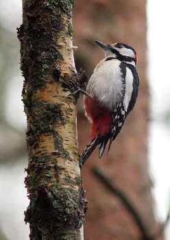 mechanik samochodowy Czarnków