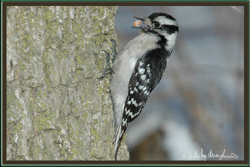 nauka jazdy kat be Piła