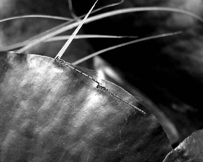 szkoła jazdy Piła rajek