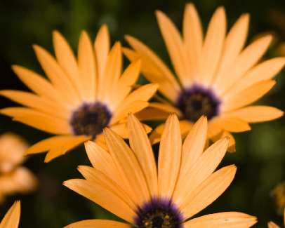 kat am Piła kat am Piła