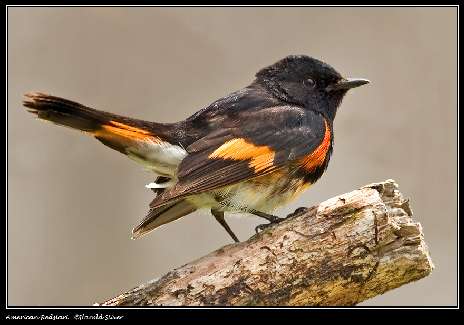 naprawa samochodu Chodzież