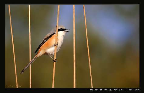 naprawa samochodu Czarnków