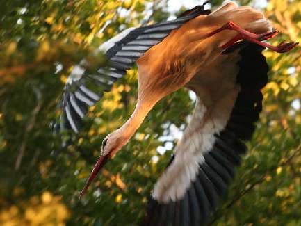 prawo jazdy kategoria B Pila