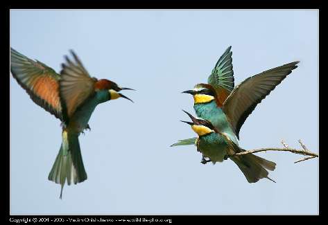 Piła szkoła jazdy kat am