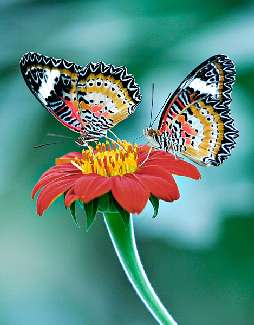 Piła kat B nauka jazdy