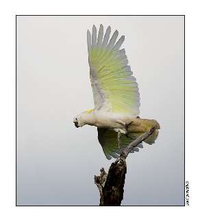 mechanik samochodowy Chodzież