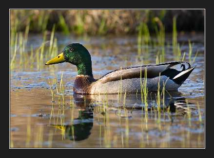 nauka jazdy Piła kat b przeyspieszona
