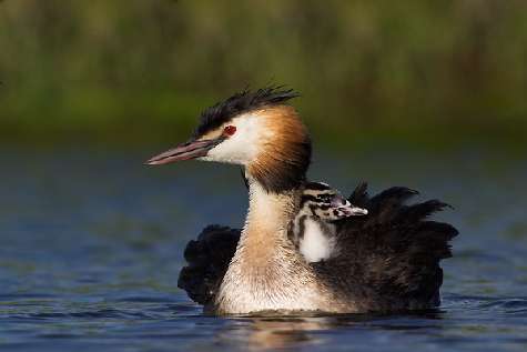 nauka jazdy kategoria c Piła