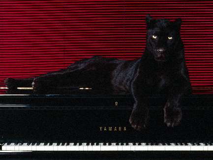 nauka jazdy kategoria a Piła