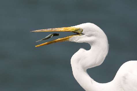 szkoła jazdy kategoria a w Pile