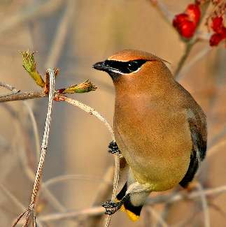 szkoła jazdy kategoria am Piła