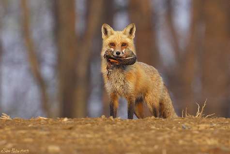 tania nauka jazdy Piła