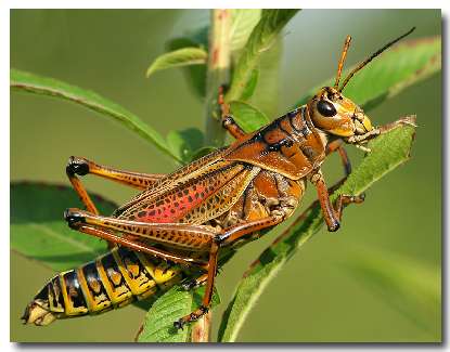 prawo jazdy kat b w Pile