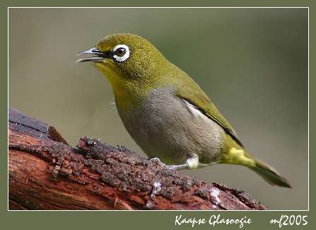 dobra nauka jazdy Piła