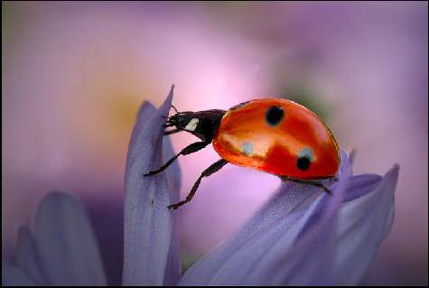 szkoła jazdy b Piła