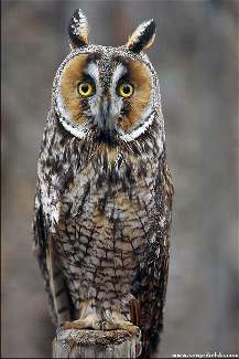 Piła kategoria B prawo jazdy