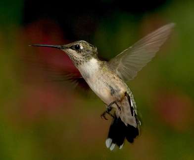 prawo jazdy Piła kategoria A2