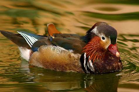 kurs nauki jazdy Pila