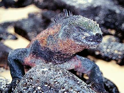 nauka jazdy kategoria C Piła