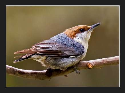 nauka jazdy kategoria b Piła