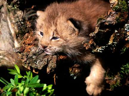 prawo jazdy kategoria a w Pile